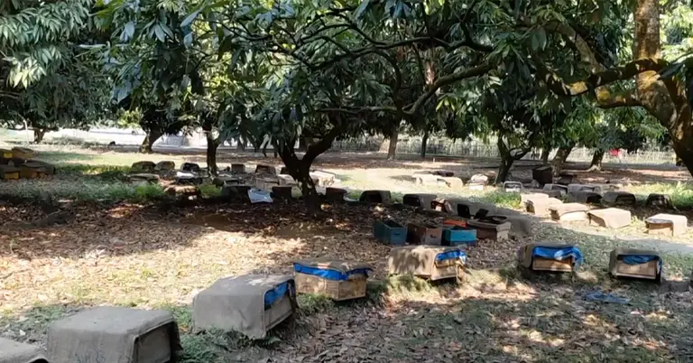 ঠাকুরগাঁওয়ের লিচু বাগানে ‘মৌ বাক্স’